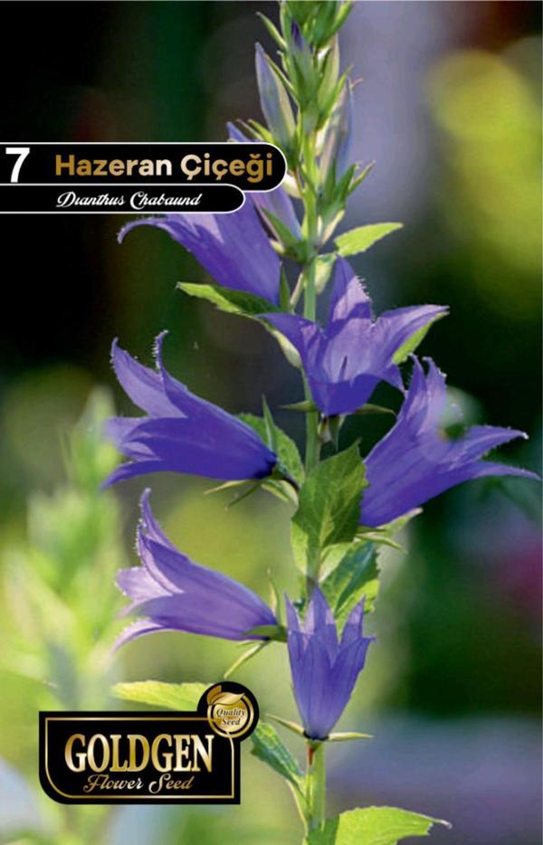 Hazeran Çiçeği Tohumu Goldgen - Image 1