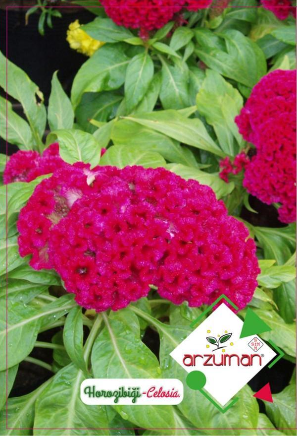 Horozibiği Çiçeği (Paketteki Tohum Sayısı 100 ) - Image 1