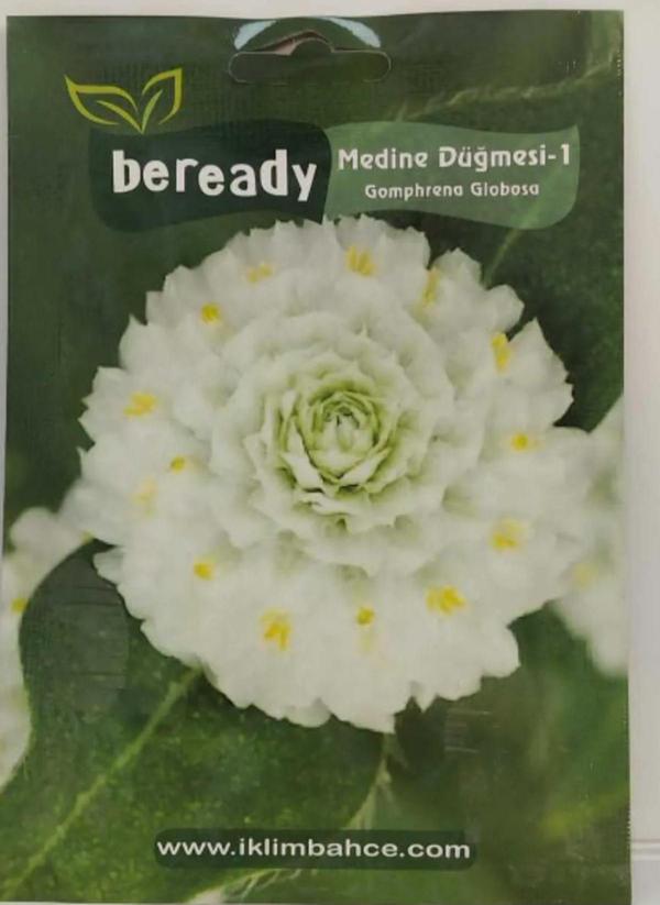 Medine Düğmesi Çiçeği Tohumu - Image 1