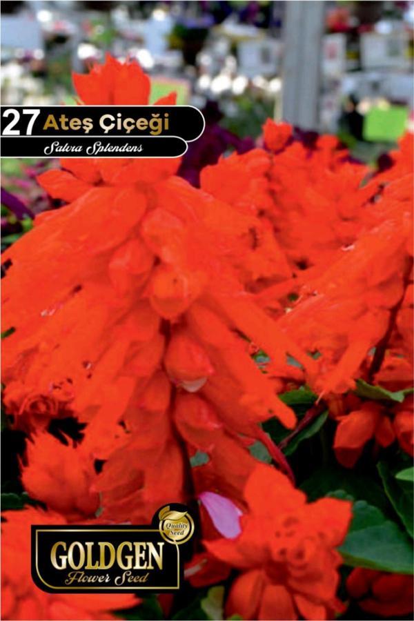 Ateş Çiçeği Tohumu - Image 1