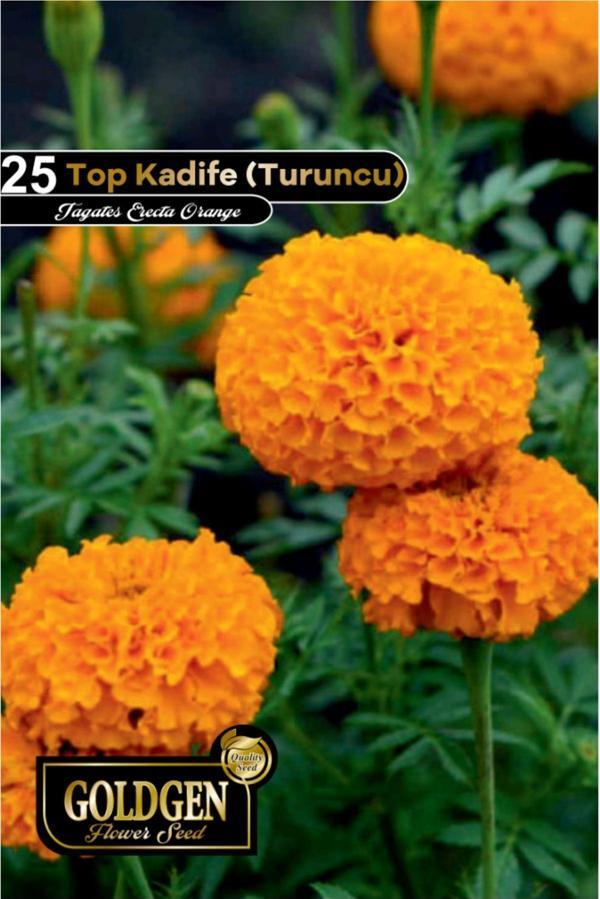 Top Kadife Tohumu - Image 1