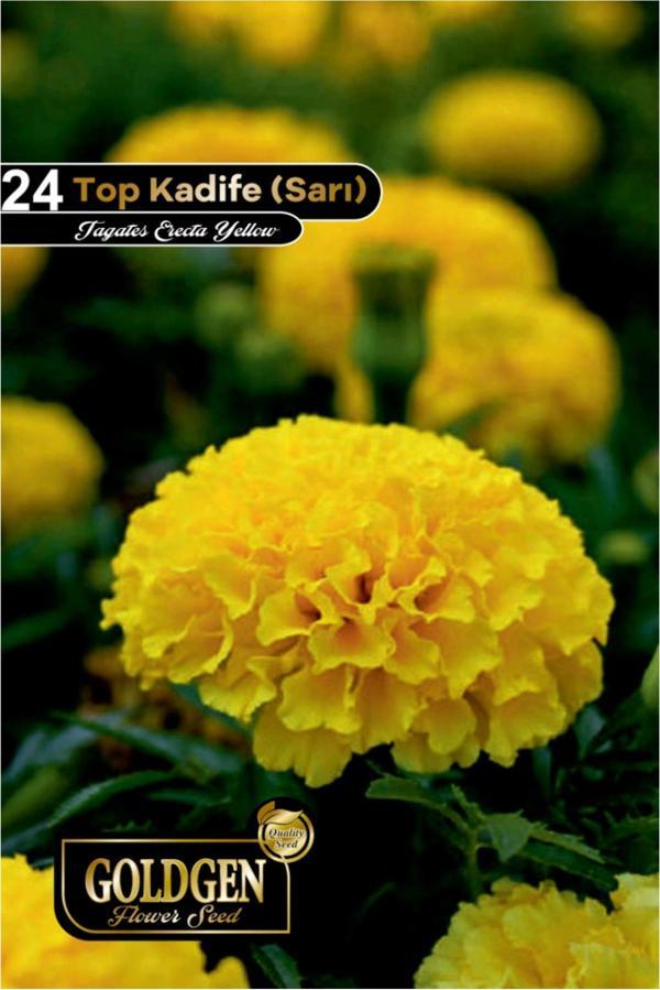 Top Kadife Tohumu (Sarı) - Image 1