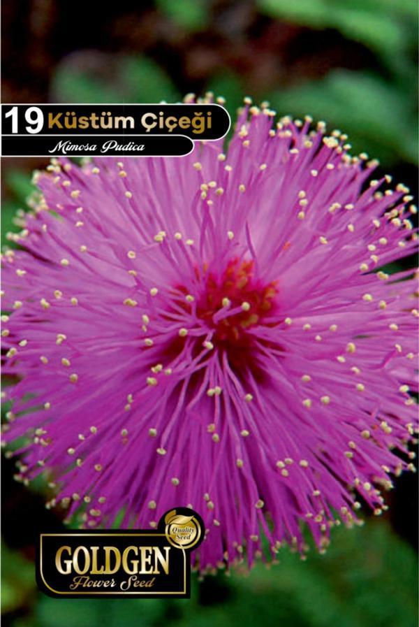 Küstüm Çiçeği Tohumu - Image 1