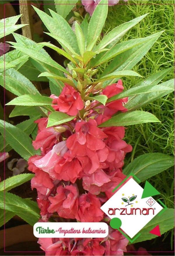 Türbe Çiçeği Çiçek Tohumu - Image 1