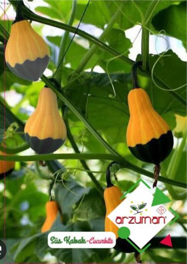 Süs Kabak Tohumu - Image 1