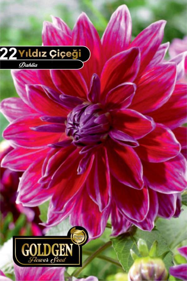 Yıldız Çiçeği Tohumu - Image 1