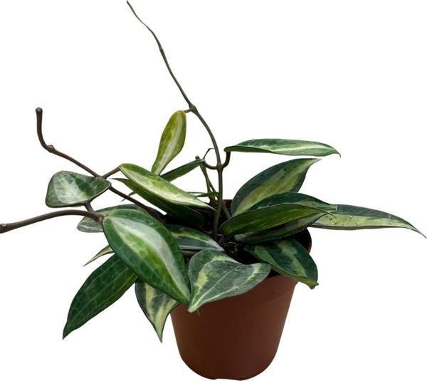 Hoya Latifolia 'Pot of Gold' (Mum Çiçeği) - Image 1