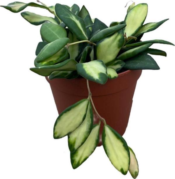 Hoya Burtoniae 'Variegata' (Mum Çiçeği) - Image 1