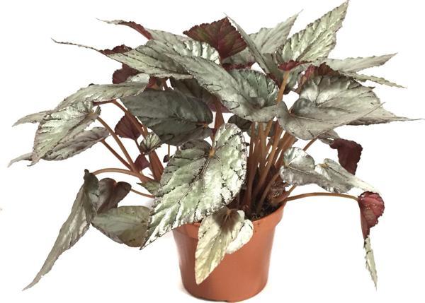 Begonia Rex 'Arctic Breeze' (Begonya Çiçeği) - Image 1