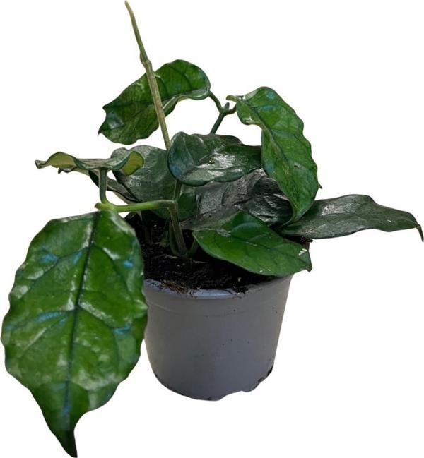 Hoya Villosa (Mum Çiçeği) - Image 1