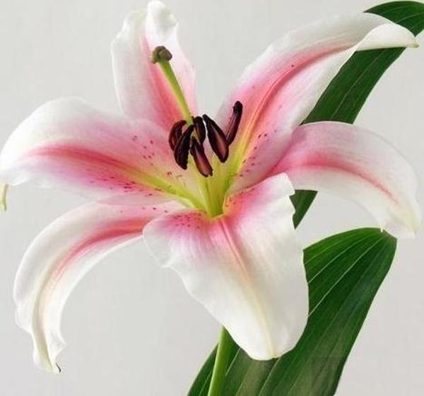 25 Adet Pembe Beyaz Zambak Çiçek Tohumu + 10 Adet Hediye Karışık Renk Gül Çiçeği Tohumu - Image 1