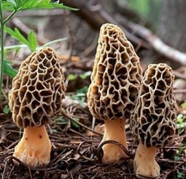 50 Adet Kuzu Göbeği Mantar Tohumu + 10 Adet Hediye Karışık Renk Gül Çiçeği Tohumu - Image 1