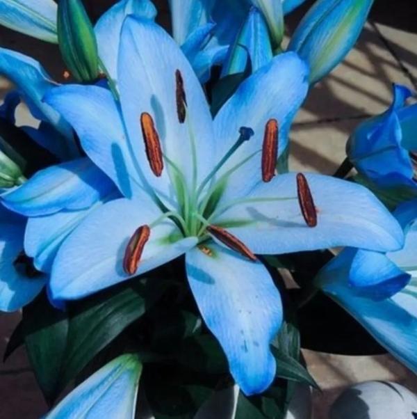 10 Adet Gök Mavisi Zambak Çiçek Tohumu + 10 Adet Hediye Süs Yoncası Çiçeği Tohumu - Image 1