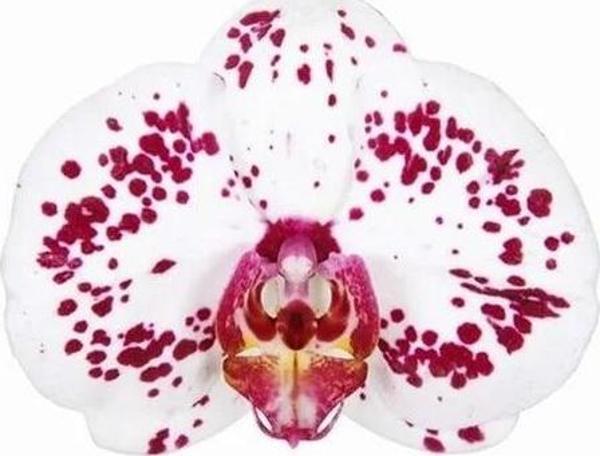 25 Adet Mor Beyaz Orkide Çiçek Tohumu + 10 Adet Hediye Hollanda Gülü Çiçeği Tohumu - Image 1