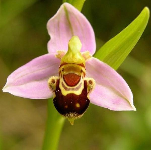 10 Adet ARI ORKİDE Çiçeği Tohumu + 10 Adet Hediye KARIŞIK RENK Çiçek Tohumu - Image 1