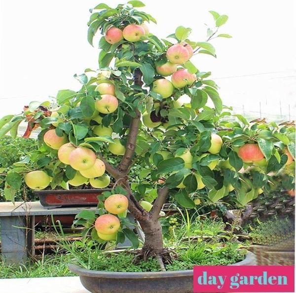 15 Adet Bodur Kırmızı Elma Tohumu + 10 Adet Hediye Sebze Tohumu - Image 1