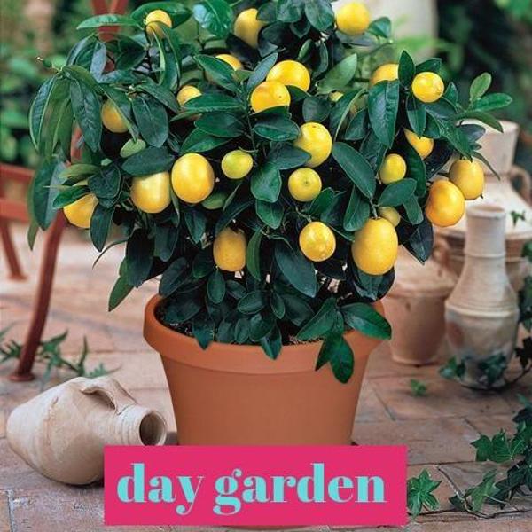 15 Adet Limon Tohumu + 10 Adet Hediye Sebze Tohumu - Image 1