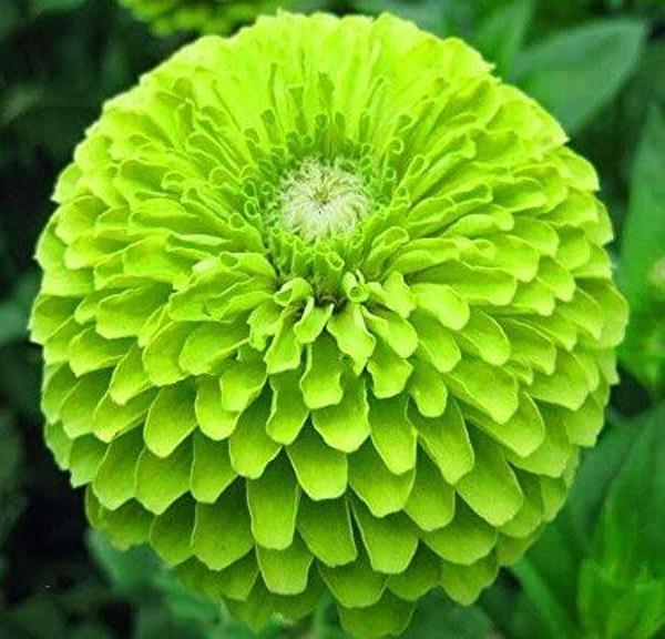 50 Adet Yeşil Dahlia Çicek Tohumu + 10 Adet Hediye Karışık Renk Gül Tohumu - Image 1