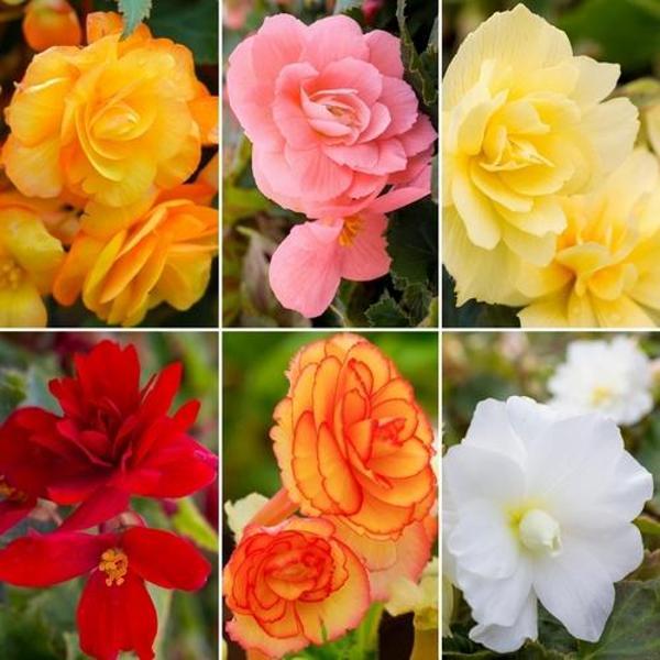 25 Adet 10 Farklı Renk Begonya Çiçeği Tohumu + 10 Adet Karık Renk Gül Çiçek Tohumu - Image 1