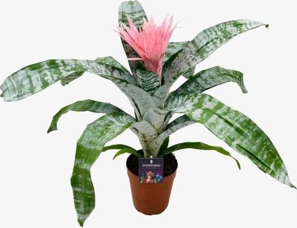 100 Adet Eşmeya Çicek Tohumu + 10 Adet Hediye SEBZE Tohumu - Image 1