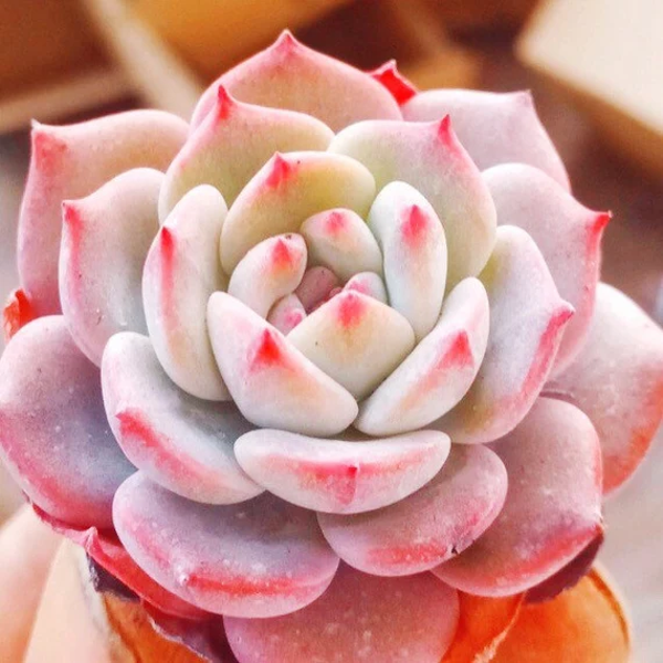25 Adet Echeveria Lauii Pembe Kaktüs Tohumu + 10 Adet Hediye Karışık Renk Gül Tohumu - Image 1
