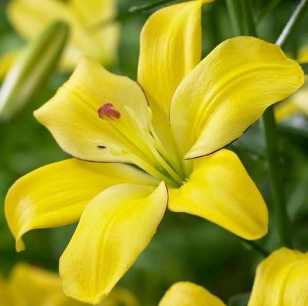 25 Adet Sarı Uyku Çiçek Tohumu + 10 Adet Hediye Karışık Renk Gül Tohumu - Image 1