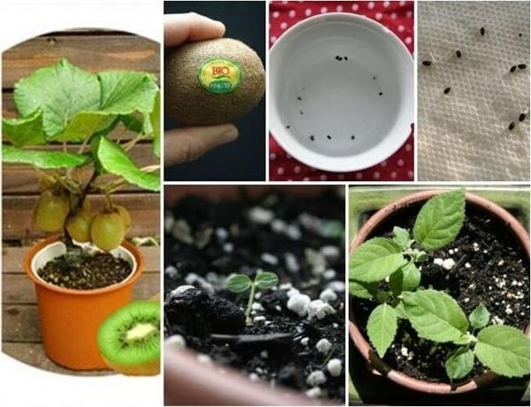 25 Adet Mini Bodur Tailand Kivi Tohumu + 10 Adet Hediye Karışık Renk Gül Çiçek Tohumu - Image 1