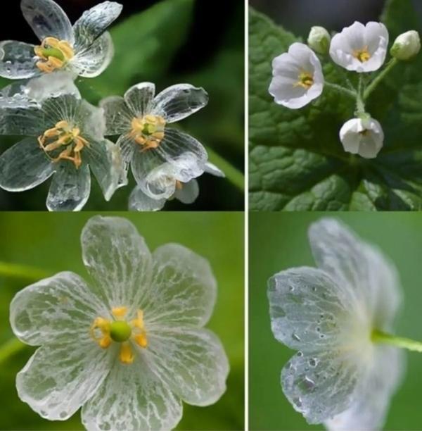 10 Adet iskelet Çiçek Tohumu + 10 Adet Hediye Karışık Renk Gül Tohumu - Image 1