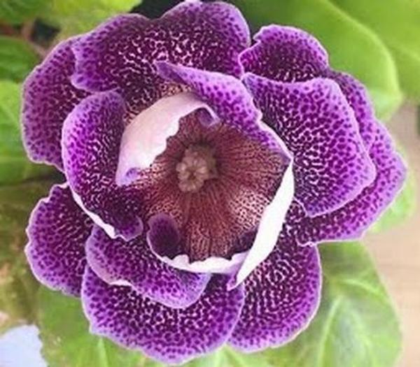 10 Adet MOR GLOKSİNYA Çiçeği Tohumu + 10 Adet Hediye SÜS YONCASI Çiçek Tohumu - Image 1