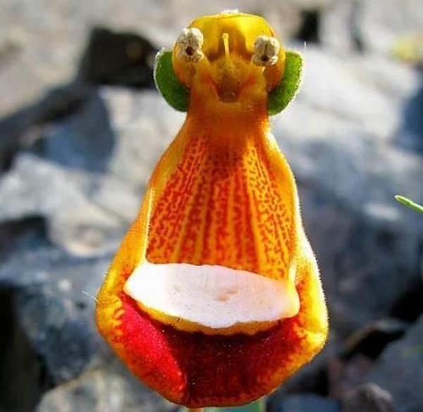 10 Adet Yaratık Orkide Çiçek Tohumu + 10 Adet Hollanda Gülü Çiçeği Tohumu - Image 1