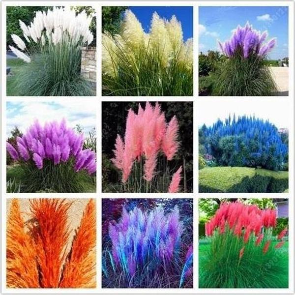 50 Adet Karışık Renk Pampas Çicek Tohumu + 10 Adet Hediye Holanda Gülü Tohumu - Image 1