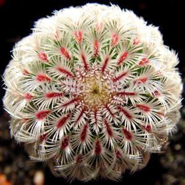 50 Adet Ofis Compare Kaktüs Tohumu + 10 Adet Hediye Karışık Renk Gül Tohumu - Image 1