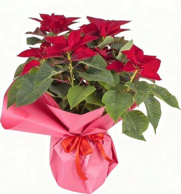 Pembe Kağıt Ponsetya Atatürk Çiçeği	 - Image 1