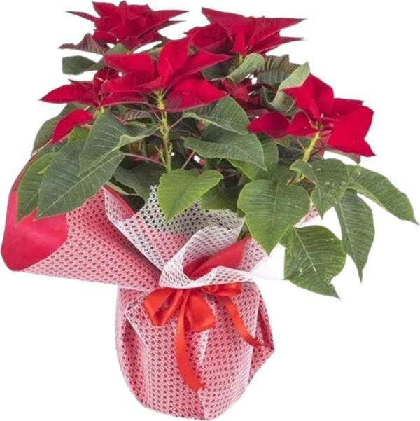 Kırmızı Çiçekli Ponsetya Atatürk Çiçeği	 - Image 1