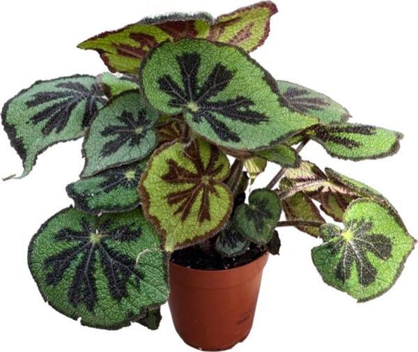 Begonia Masoniana (Begonia Çiçeği) - Image 1