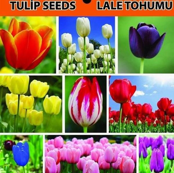 DAY 10 ADET KARIŞIK RENK LALE ÇİÇEĞİ TOHUMU + 10 ADET HEDİYE KARIŞIK GÜL ÇİÇEK TOHUMU - Image 1