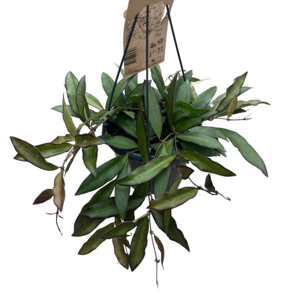 Hoya 'Rosita' (Mum Çiçeği) - Image 1