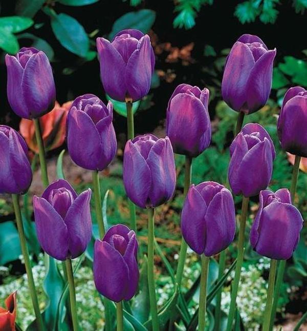 DAY 50 ADET MOR RENK LALE ÇİÇEĞİ TOHUMU + 10 ADET HEDİYE KARIŞIK GÜL ÇİÇEK TOHUMU - Image 1