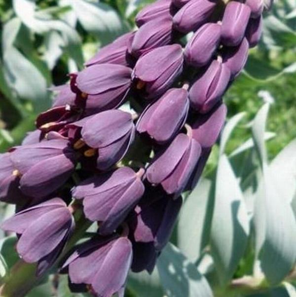 DAY 25 ADET MOR RENK TERS LALE ÇİÇEĞİ TOHUMU + 10 ADET HEDİYE KARIŞIK GÜL ÇİÇEK TOHUMU - Image 1