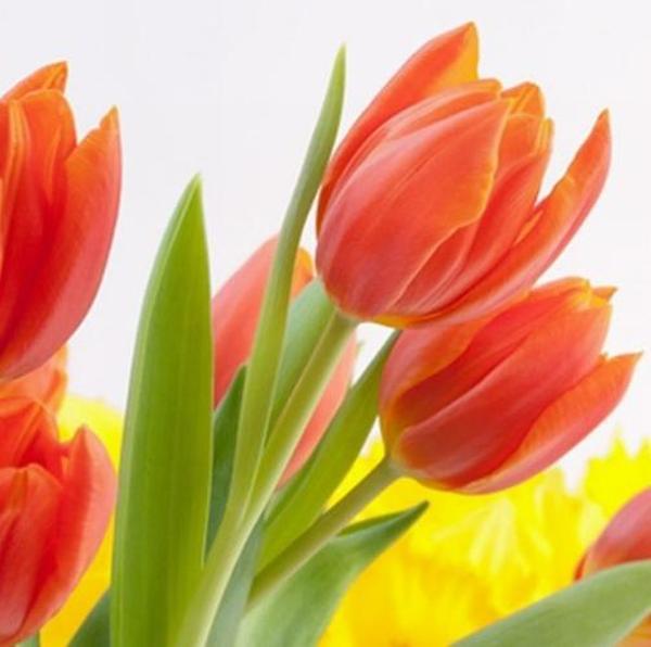 DAY 10 ADET TURUNCU RENK LALE ÇİÇEĞİ TOHUMU + 10 ADET HEDİYE KARIŞIK GÜL ÇİÇEK TOHUMU - Image 1