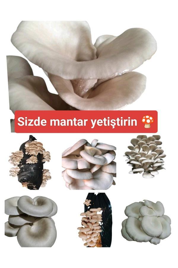 Mantarım 500 Gram İstiridye Mantar Tohumu ( 'Adet Ekim Poşeti Hediyeli) - Image 1