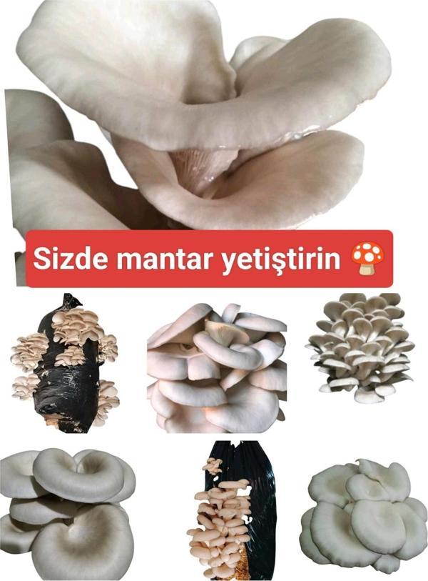 Mantarım 500 Gram İstiridye Mantar Tohumu ( 'Adet Ekim Poşeti Hediyeli) - Image 1