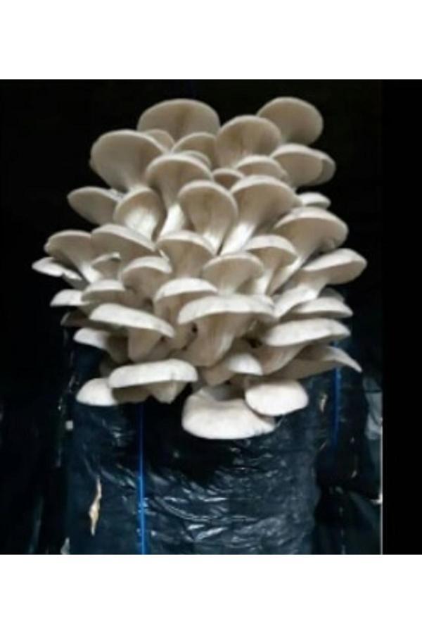Mantarım İstiridye Mantar Tohumu 1 Kg ( Çay Posasında Yetiştirmeye Uygun) - Image 1