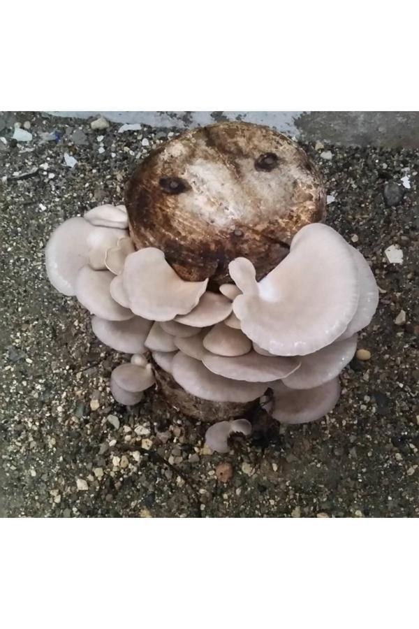 Mantarım Kavak Mantarı Tohumu 1 Kg ( Ekim Yönergesi İle) - Image 1