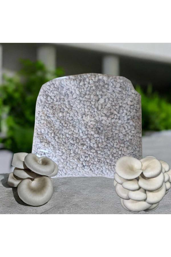 Mantarım 2 Kg Istiridye Mantarı Tohumu - Image 1