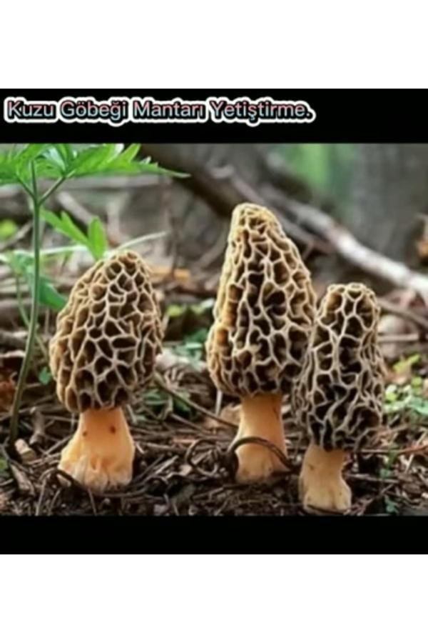 Mantarım Kuzu Göbeği Mantarı Tohumu 100 Gram ( Yetiştirme Yönergesi İle) - Image 1