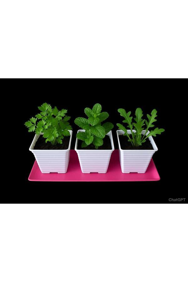 Mantarım Evde Salata Yetiştirme Kiti - Image 1