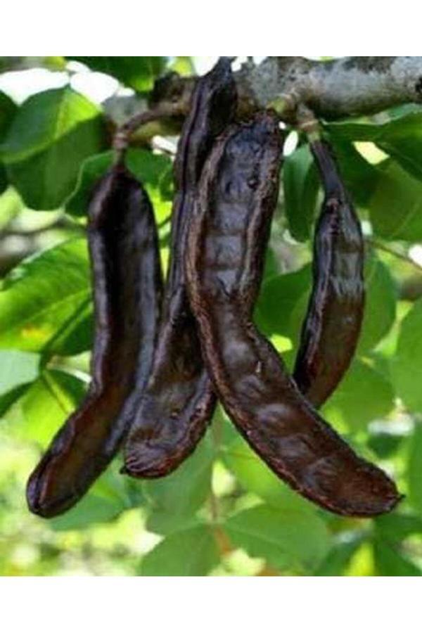 Silifke Market Keçiboynuzu (Harnup) 1 Kg - Image 1