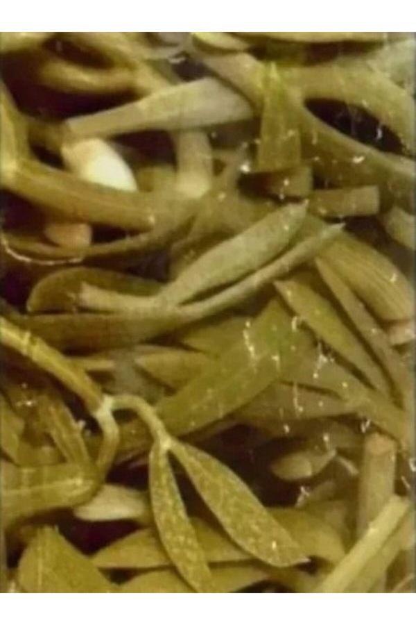 Silifke Market Kaya Koruğu Turşusu 1500 Ml - Image 1