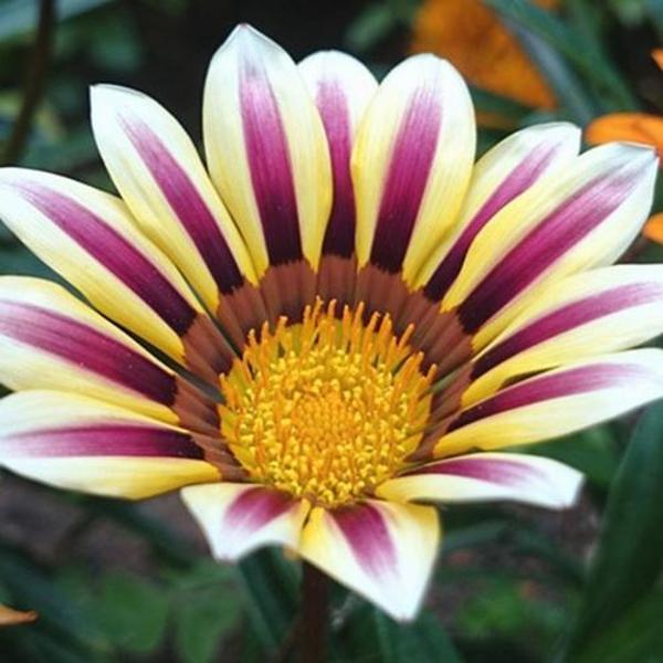 DAY 50 ADET BORDO RENK GAZANYA ÇİÇEĞİ TOHUMU + 10 ADET HEDİYE KARIŞIK GÜL ÇİÇEK TOHUMU - Image 1